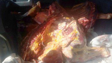 Renault radiat din circulaţie, folosit de un şofer fără permis la transportul ilegal de carne de cal